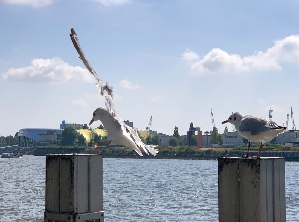 Möwen Hamburger Hafen